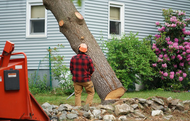 What You Need to Know About Tree Removal